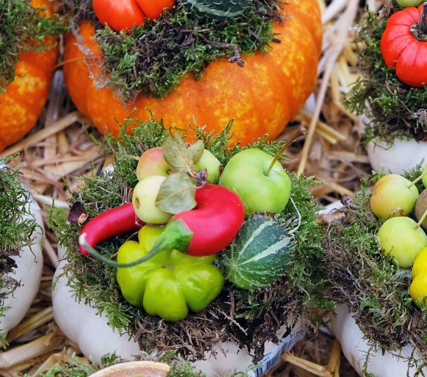 Kürbis im Herbst