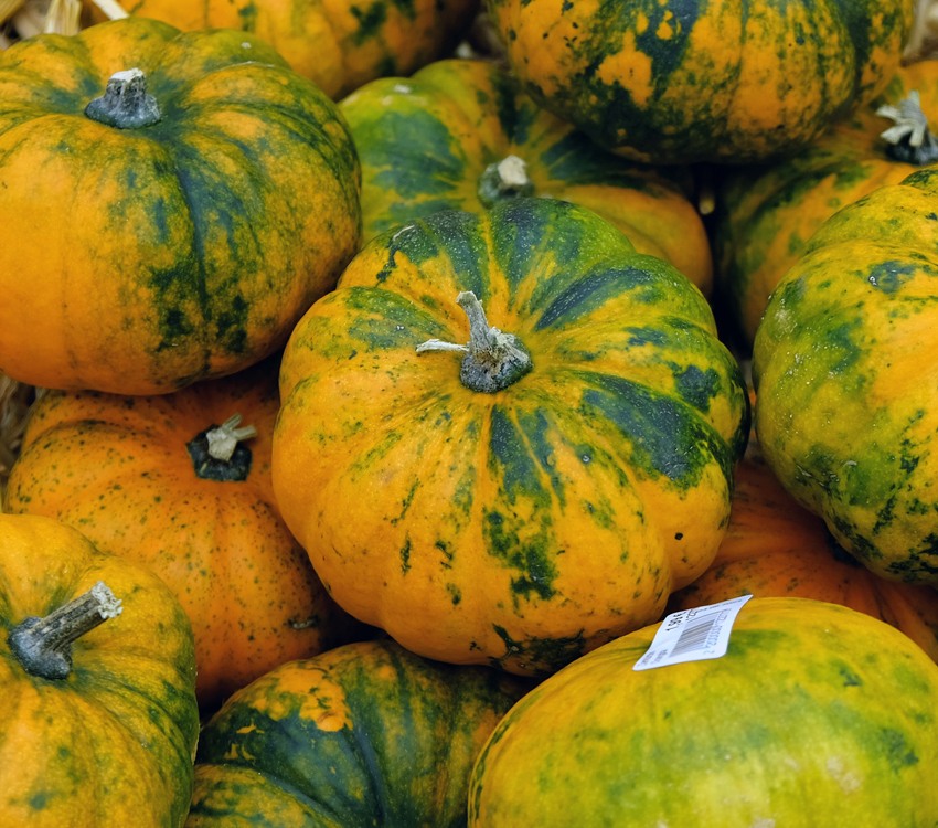 Kürbis im Herbst