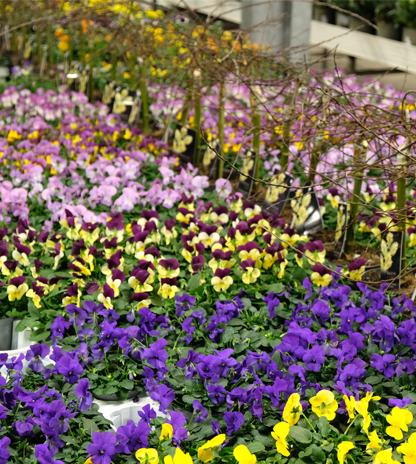 Beet & Balkonpflanzen Gartencenter Köln nahe Dormagen und Pulheim