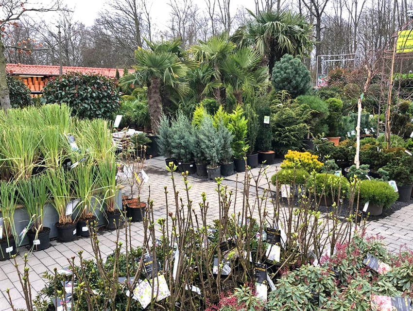Baumschule im Gartencenter Köln nahe Dormagen
