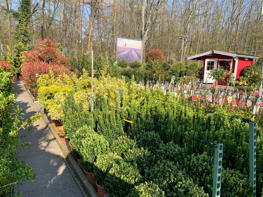 Baumschule im Gartencenter Köln nahe Dormagen