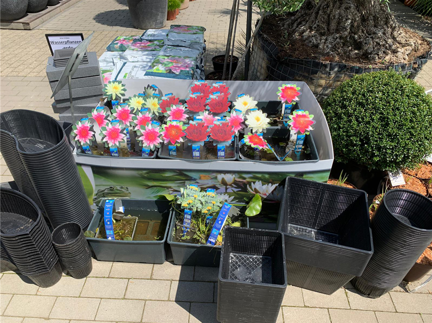 Brunnen und Wasserpflanzen kaufen in Köln Seeberg