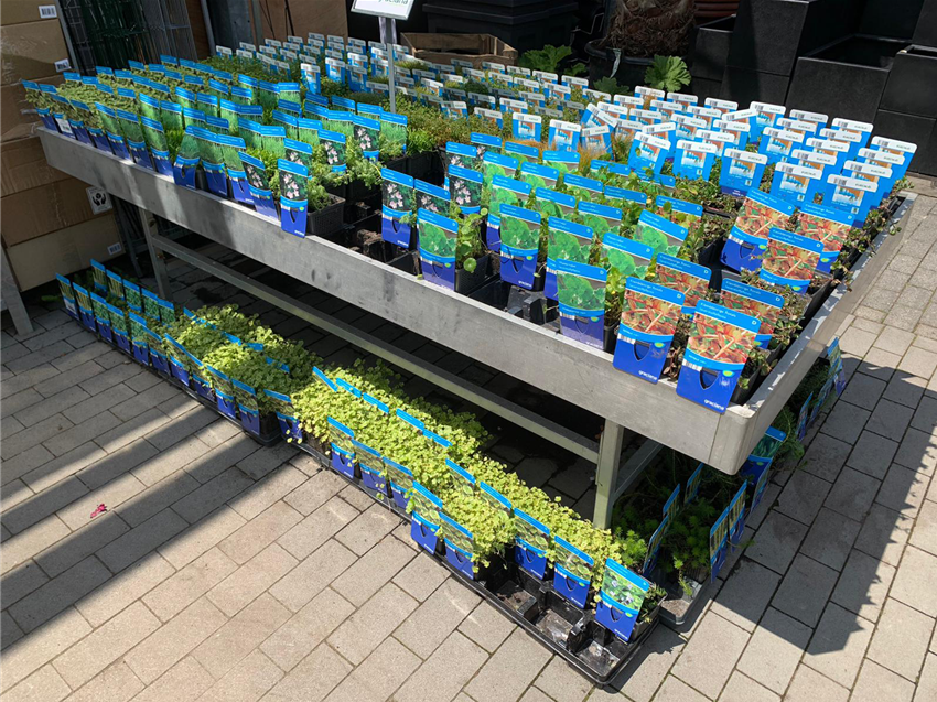 Brunnen und Wasserpflanzen kaufen in Köln Seeberg