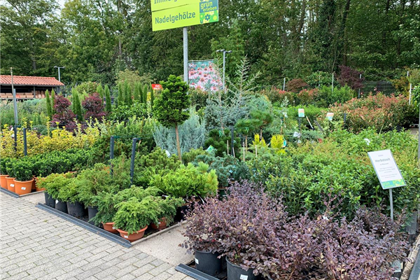 Baumschule im Gartencenter Köln nahe Dormagen