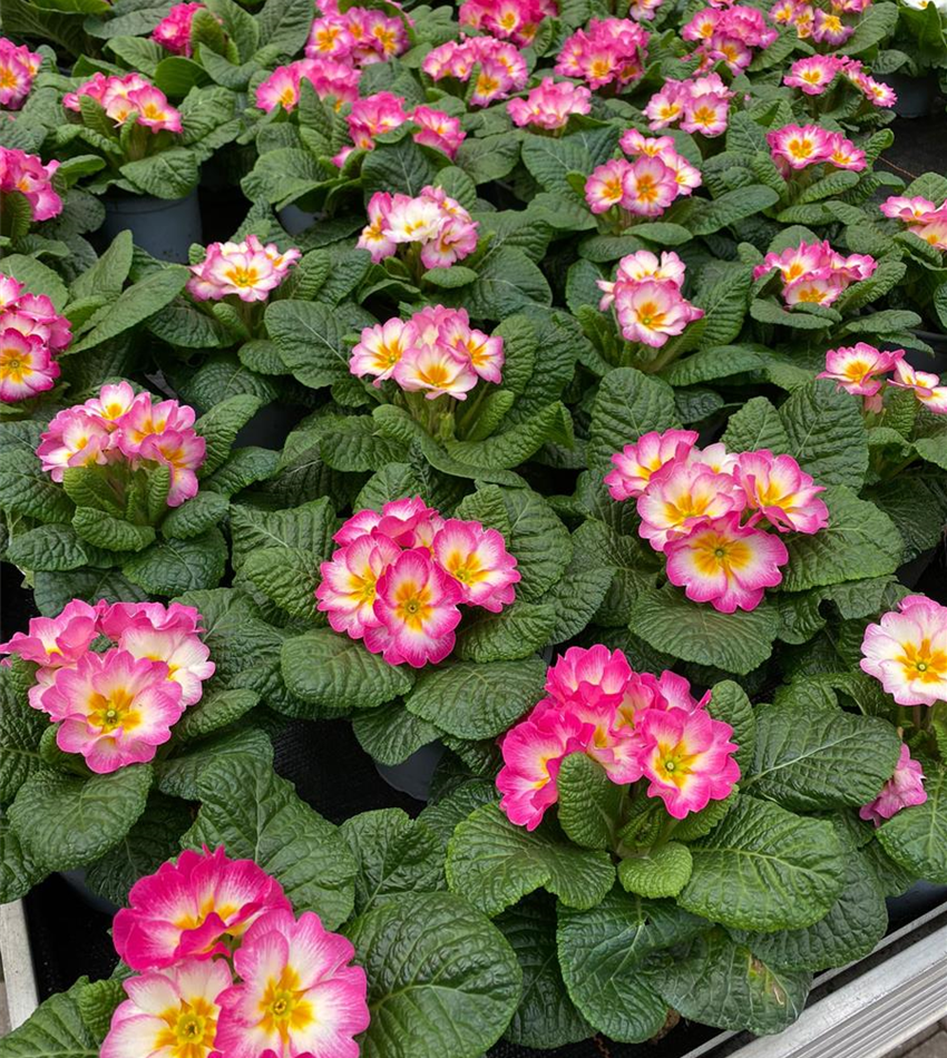 Beet & Balkonpflanzen Gartencenter Köln nahe Dormagen und Pulheim