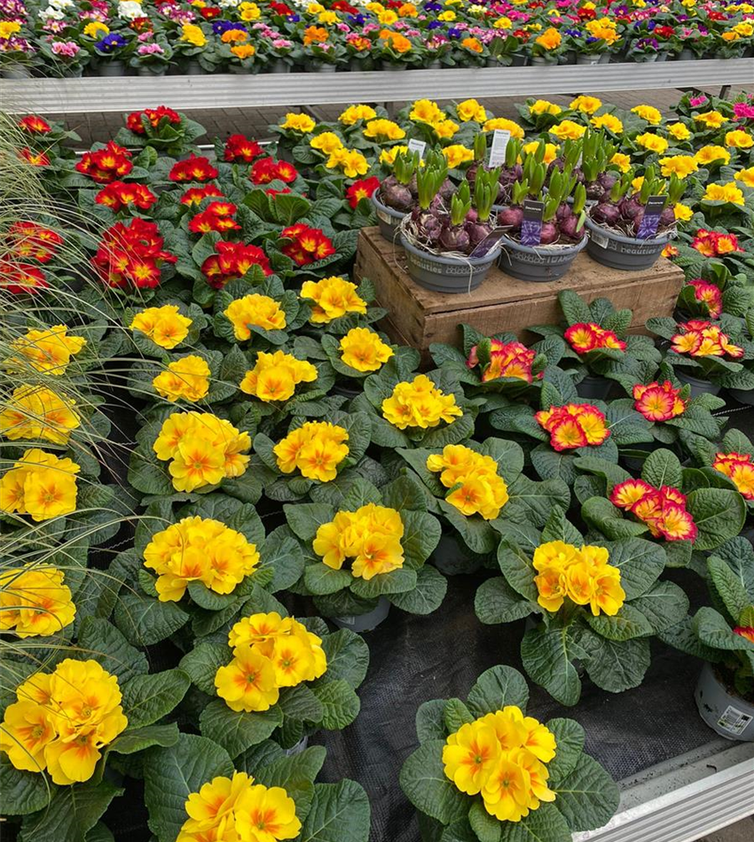 Beet & Balkonpflanzen Gartencenter Köln nahe Dormagen und Pulheim