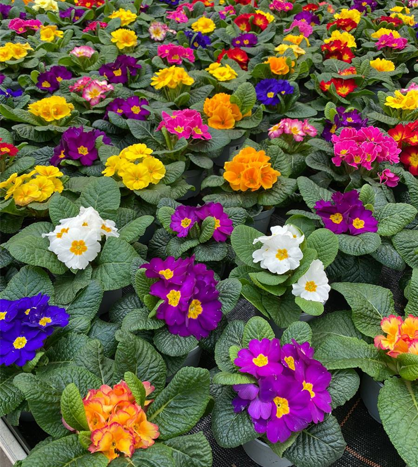 Beet & Balkonpflanzen Gartencenter Köln nahe Dormagen und Pulheim