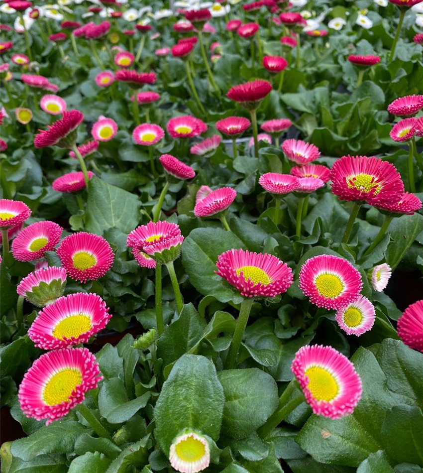 Beet & Balkonpflanzen Gartencenter Köln nahe Dormagen und Pulheim