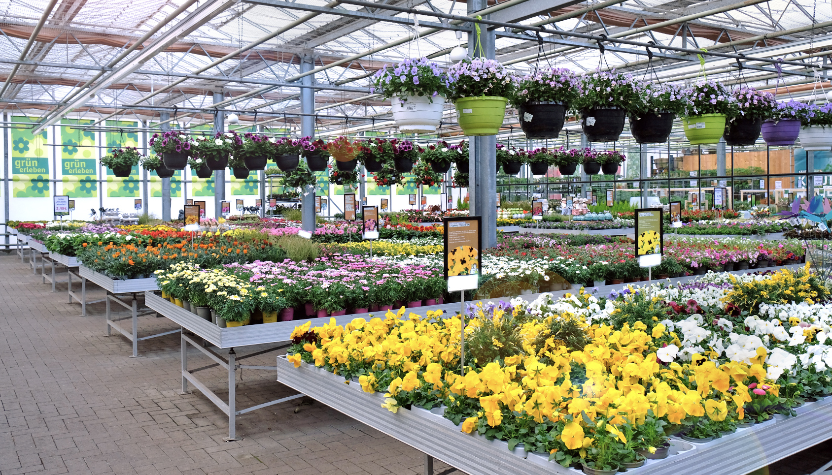 Sommerblumen im Gartencenter Köln nahe Dormagen und Pulheim