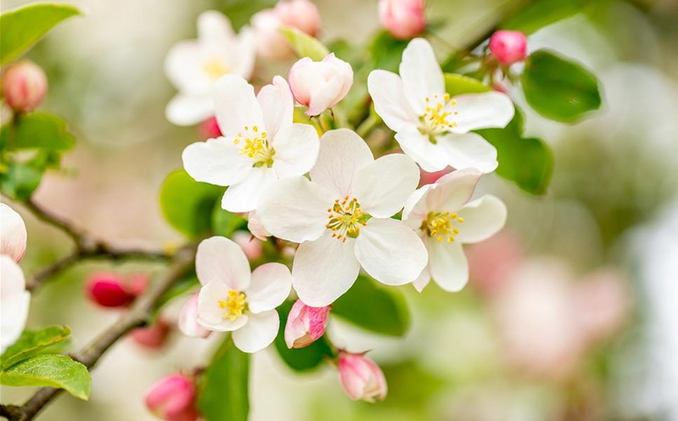 Jetzt ist Pflanzzeit! - Stauden, Sträucher, Hecken & Co.