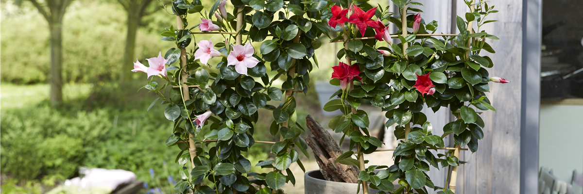 PFLANZE DES MONATS APRIL: DIPLADENIE