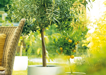 GARTEN DES SüDENS! 
