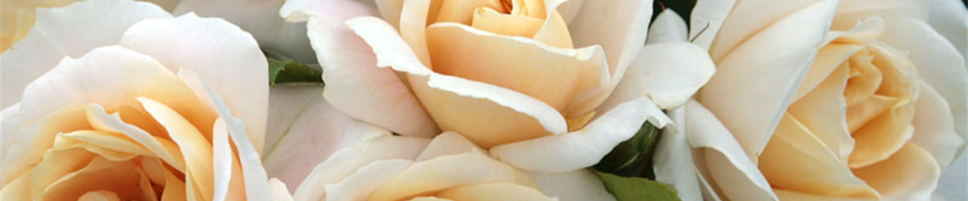 ROSEN FüR DEN KüBEL