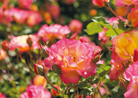 Pflanze des Monats Juli: ROSE