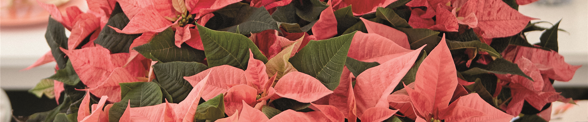 KLASSISCHE WEIHNACHTEN!