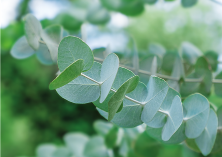 PFLANZE DES MONATS NOVEMBER: EUKALYPTUS