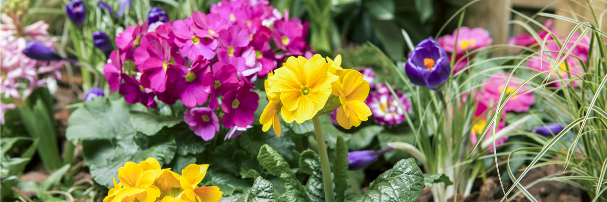 Frühjahrsbepflanzung mit Primeln