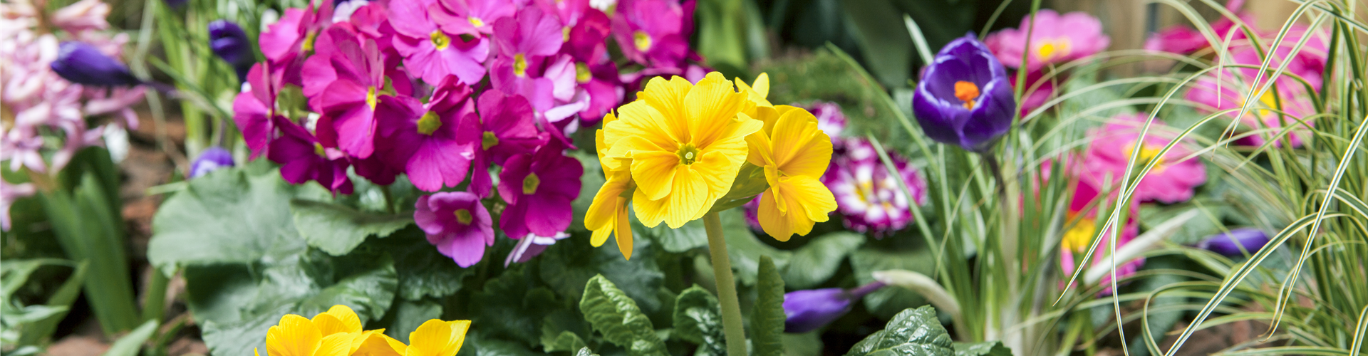 Frühjahrsbepflanzung mit Primeln