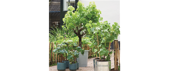 MEDITERRANE KüBELPFLANZEN! 