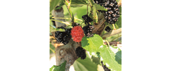 MEDITERRANE KüBELPFLANZEN! 