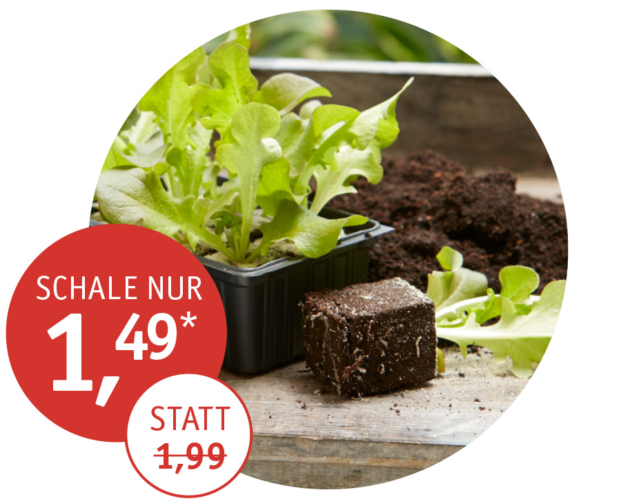 Angebot_KW17_Salat.jpg