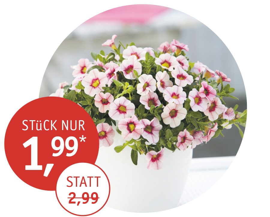 Angebot_KW17_Zaubergloeckchen.jpg