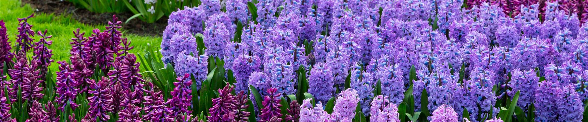 JETZT PFLANZEN, SPäTER STAUNEN!