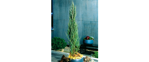 LICHTBLICKE IM WINTER-GARTEN!