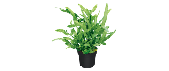 IM GLANZ DER ELEGANZ!