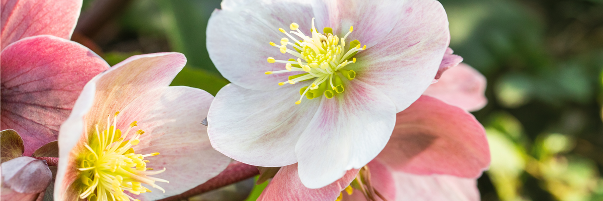 Helleborus Hybride 'HGC® Pink Frost'