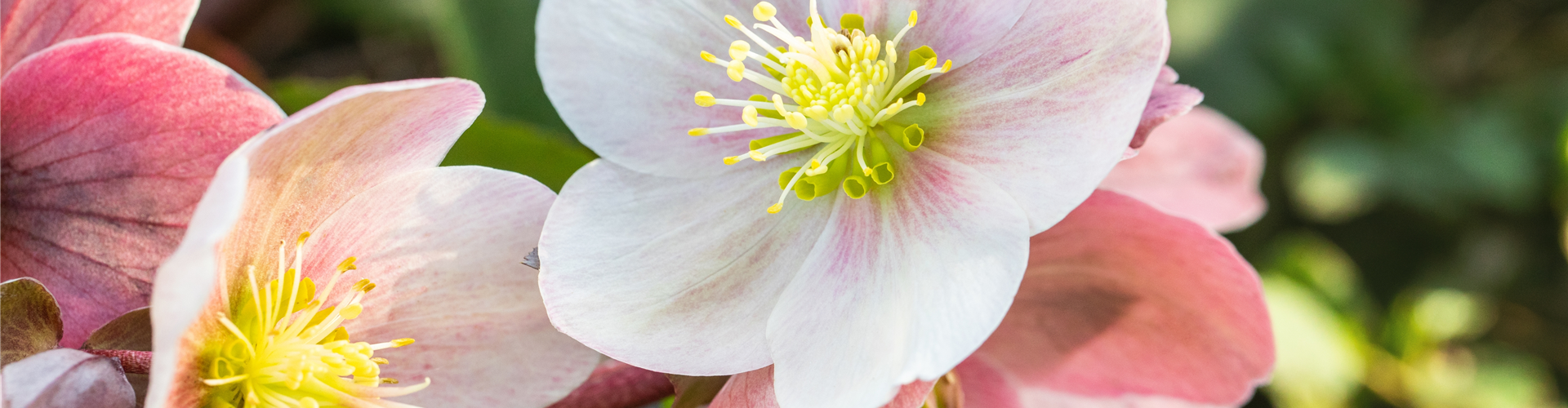Helleborus Hybride 'HGC® Pink Frost'