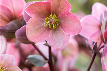Beet- & Balkonpflanzen