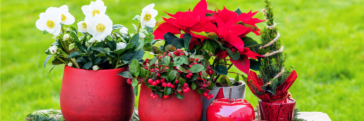 Weihnachtliche Pflanzen
