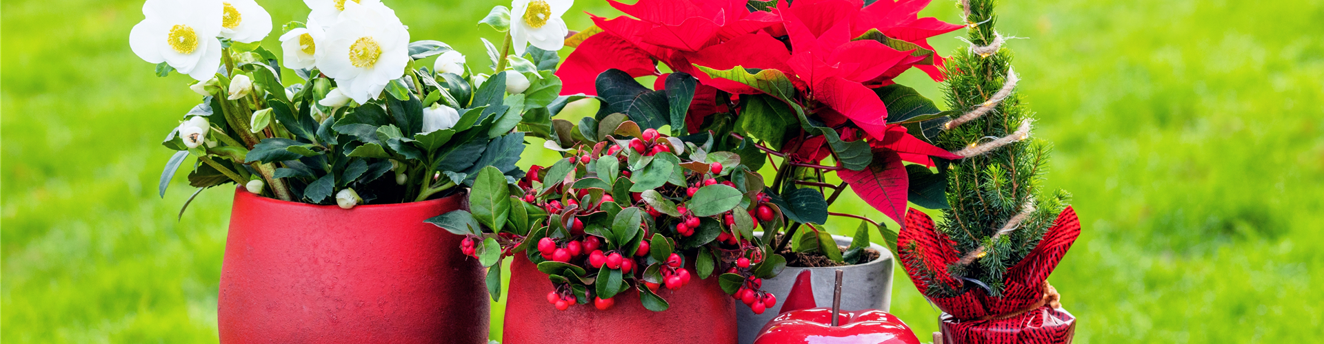Weihnachtliche Pflanzen