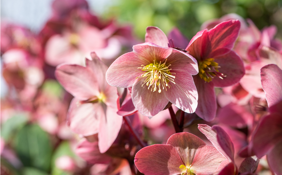 Beet- und Balkonblumen - Zeit für winterharte Pflanzen!
