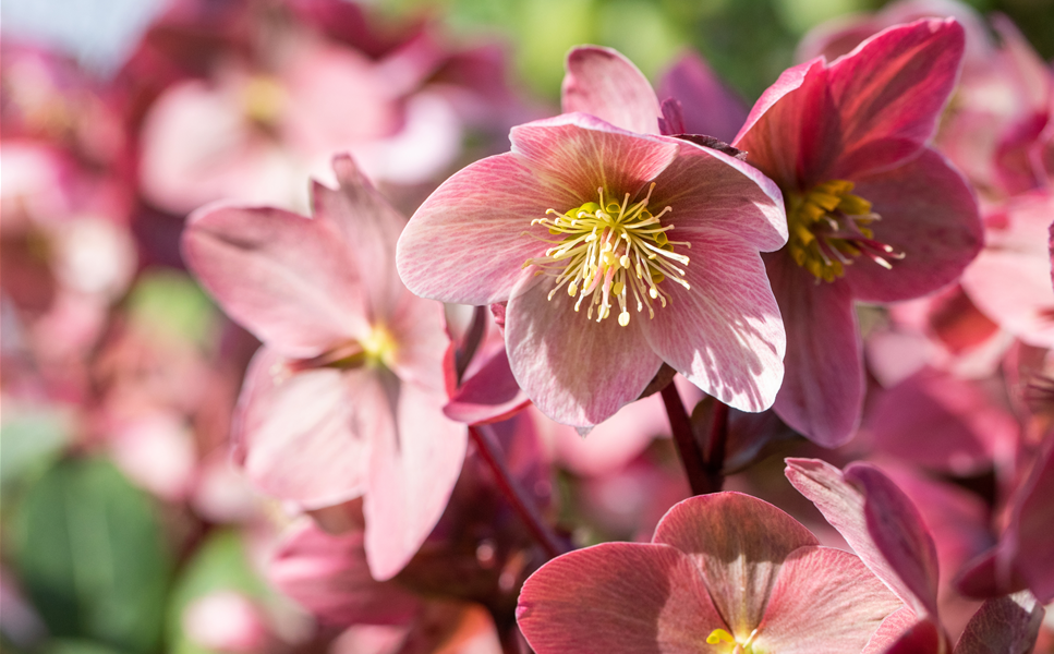 WINTERHARTE PFLANZEN - ZEIT FÜR DEN WINTER!
