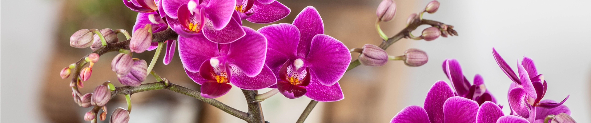 Pflanze des Monats Januar: Orchidee