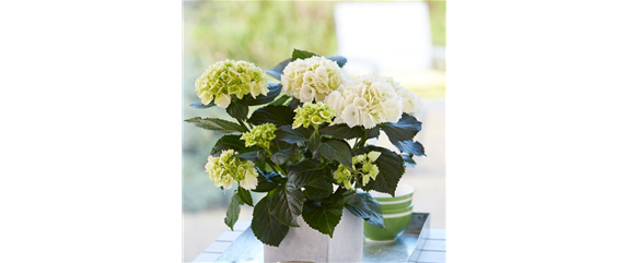 PFLANZE DES MONATS MÄRZ: ZIMMER-HORTENSIE