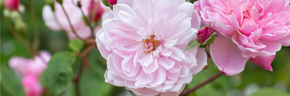 Englische Rose, rosa