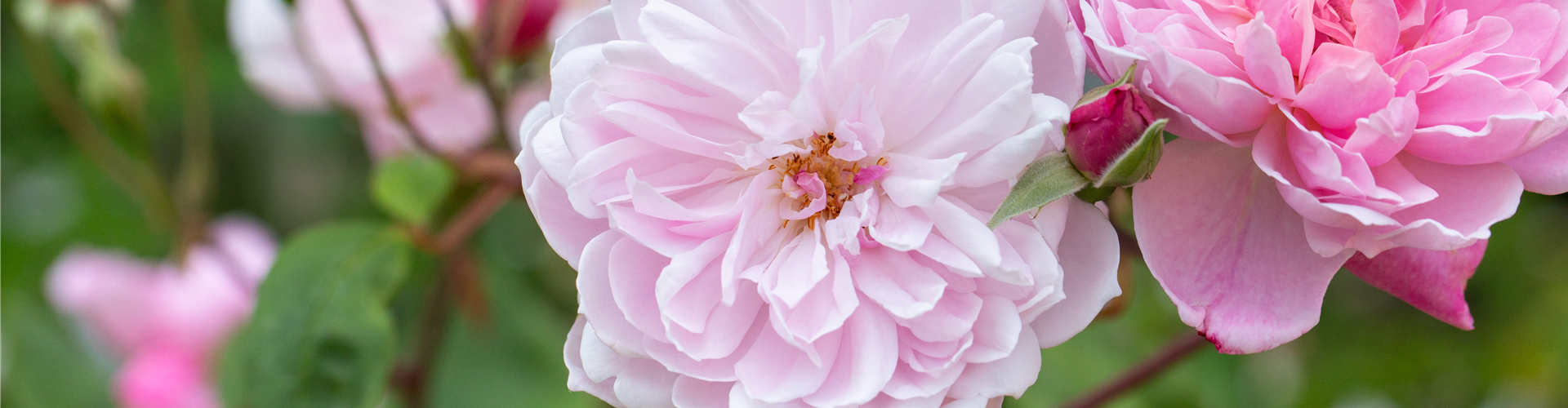 Englische Rose, rosa