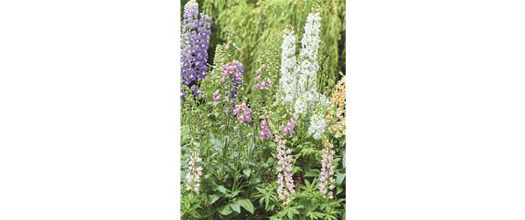 BLÜHENDER GARTEN! AUSDAUERNDE STAUDEN FÜR TERRASSEN UND BEETE. 