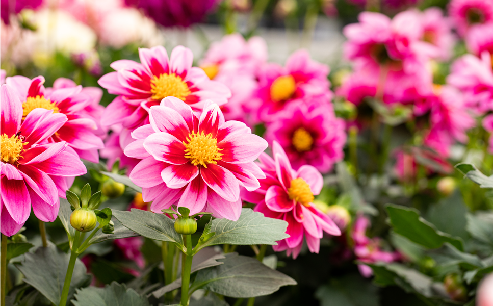 Beet- und Balkonblumen - Der Sommer ist da!