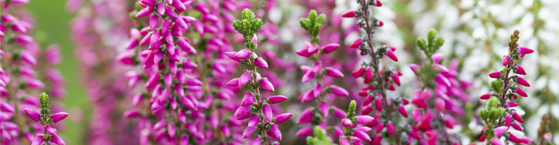 Calluna vulgaris 'Beauty Ladies'® Trio