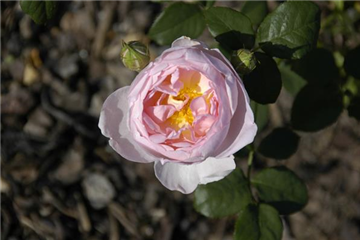 WIE GEHT... ROSEN üBERWINTERN?