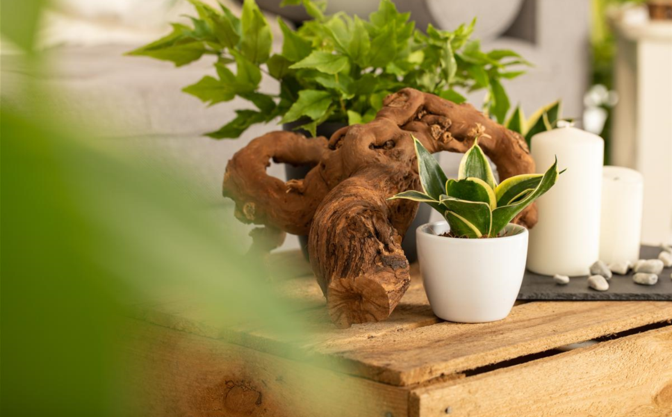 Dekoration - Die richtige Deko macht's!