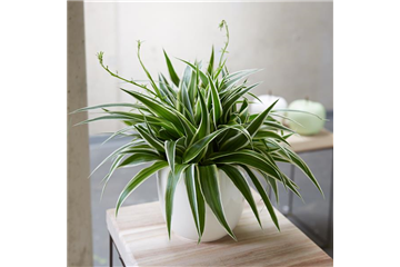 WIE GEHT... LUFTVERBESSERUNG?