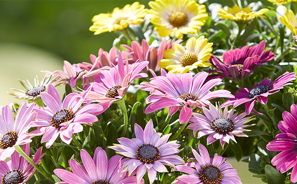 Schönes für den Garten - Unser Gartenkalender