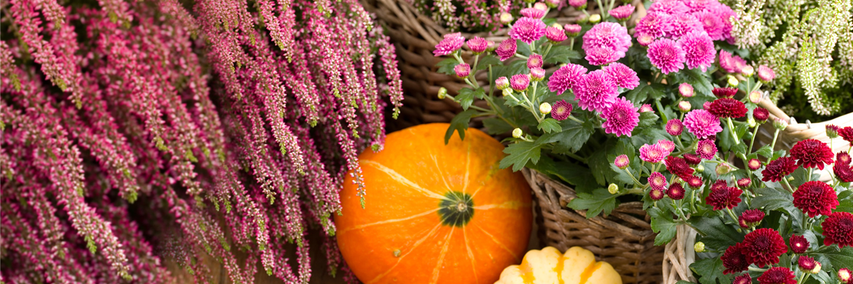 _Slider_GC_Herbstblueher2_1930x750px