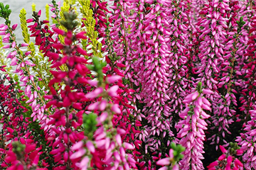 Beet- & Balkonpflanzen