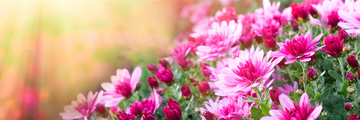 _Headgrafik_S_Beet_Balkon_Herbst_1920x500px-1920x500-proportionalsmallest